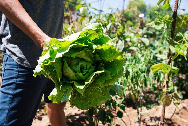 What is 'guerrilla gardening' — and why are people doing it in Detroit ...