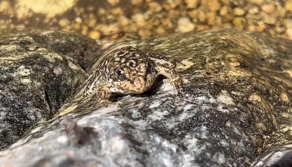 Aquarium of the Pacific raises endangered frog species to release back ...