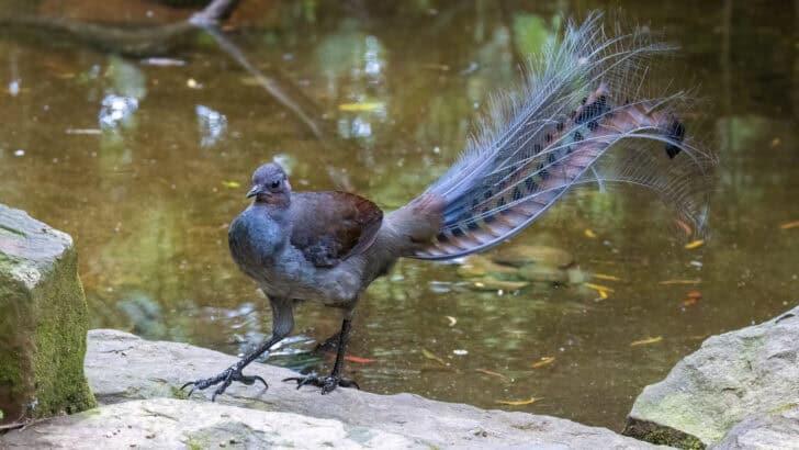 The Bird That Can Mimic Almost Any Sound - NewsBreak