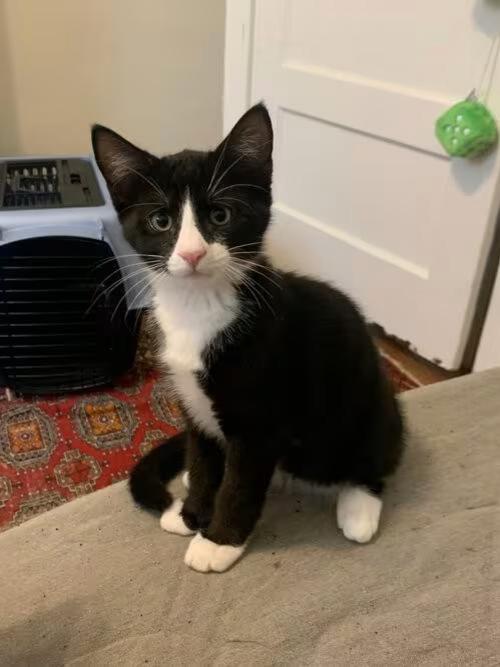 🐱 Playful & Loving Cats Ready for Adoption in Devon, PA