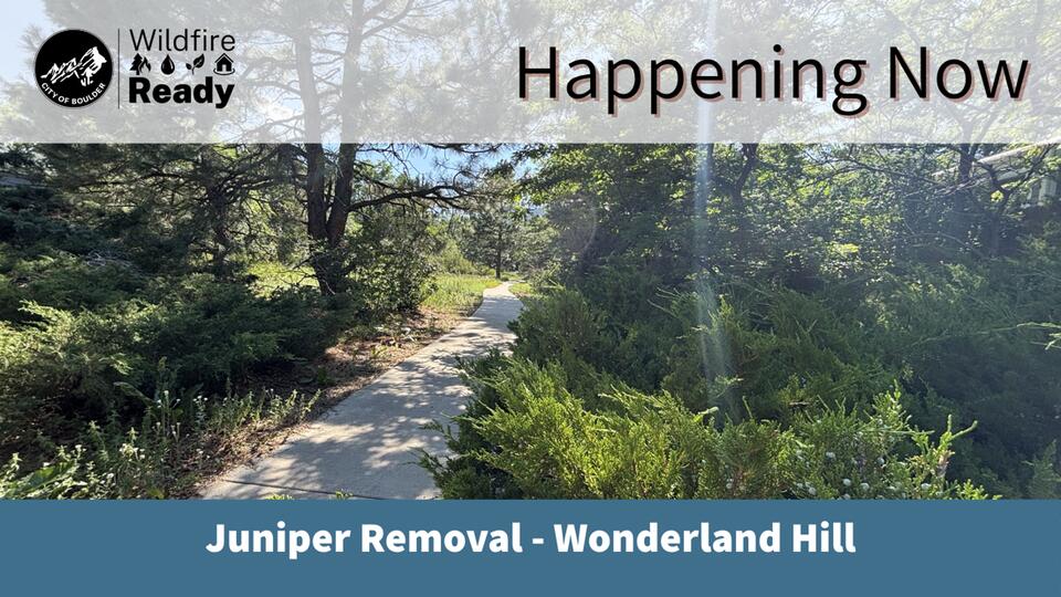 ⚠️ Boulder removes junipers near Wonderland Lake to cut fire risk ...