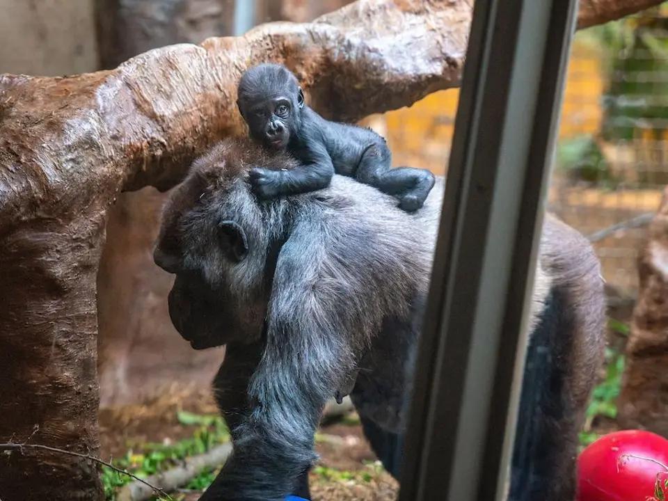 Fort Worth baby gorilla, Jameela, bonding with surrogate mother in ...
