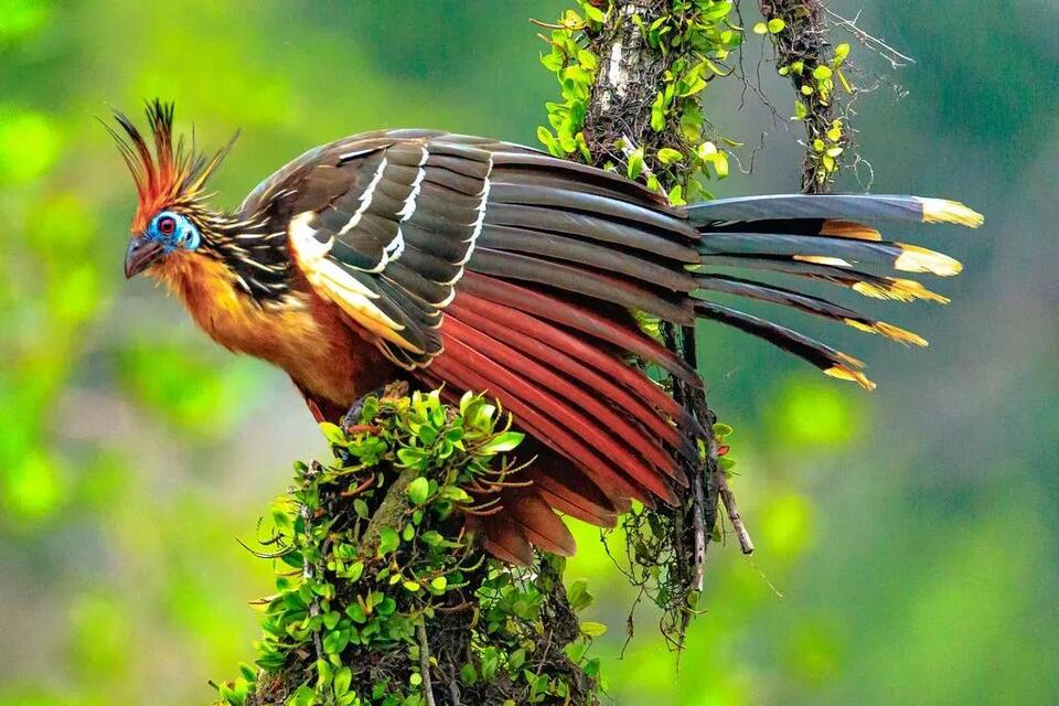 10 Mind-blowing Facts About The Hoatzin: A Unique Bird With Chicks That ...