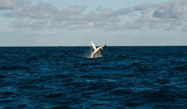 Entangled Humpback Vanishes Off San Pedro After Rescue Team Loses Fight ...