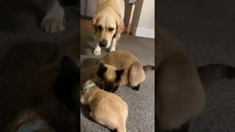 Cat Babysits Crying Puppy So Mom Can Take A Much Needed Break Newsbreak