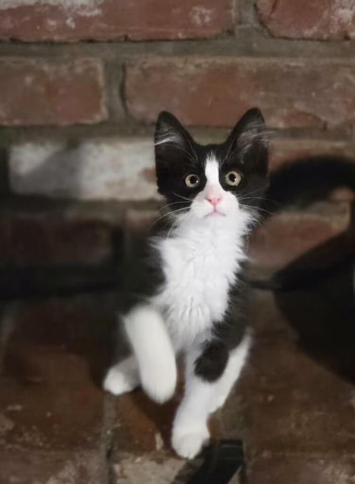 🐱 Gentle Chico Cats Ready to Join Your Family - NewsBreak