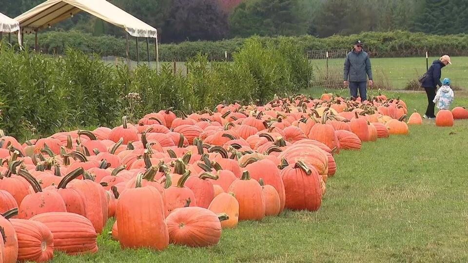 Oregon pumpkin growers say mild summer brought a strong harvest - NewsBreak