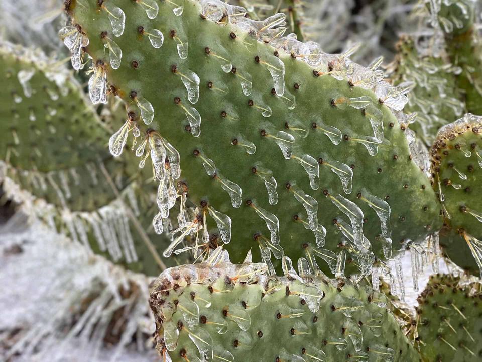Can Cactus Survive Winter? 10 Tips for Making It Through Winter