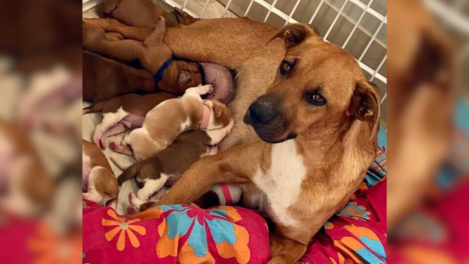 Virginia Rescuers Stayed Close While One Mother Dog Learned Her Babies Were Safe