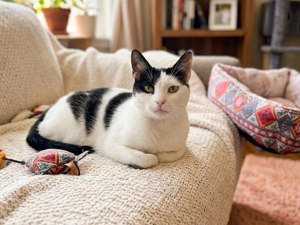 🐱 Friendly New Hyde Park Cats Ready for Adoption Today - NewsBreak