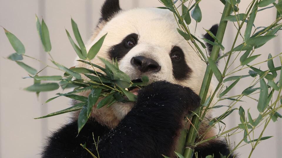 CNBC Daily Open: The return of panda diplomacy - NewsBreak