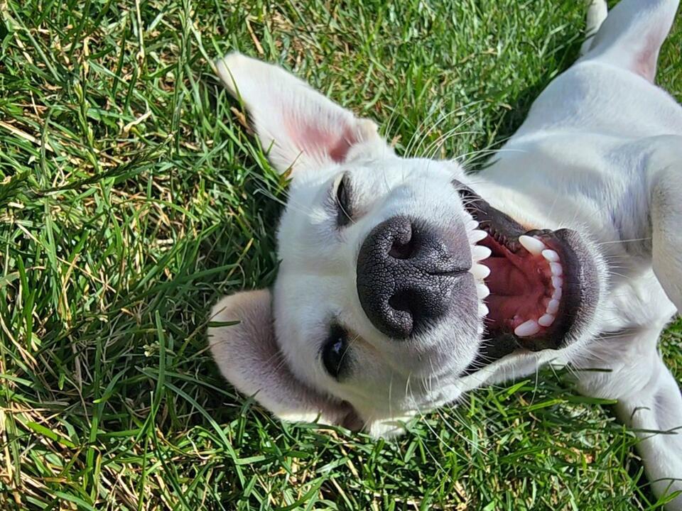 Iowans Introduce Us to Their Adorable Pups on National Dog Day [GALLERY ...