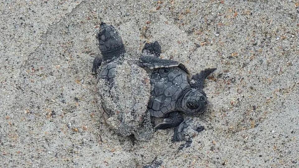 Turtle patrol shells out thanks as Nest 42 caps season with a 94% hatch ...