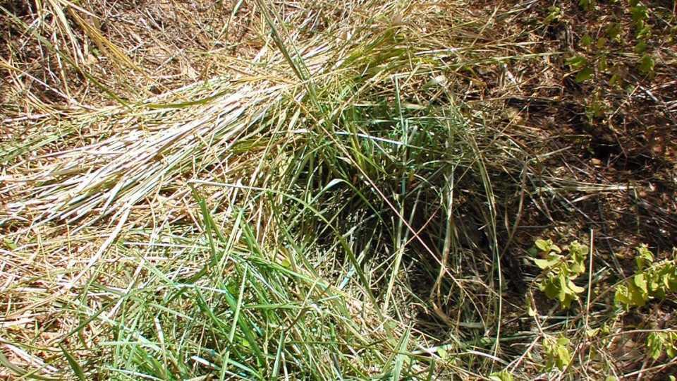 Why It’s Time for Bioherbicides To Rise and Shine