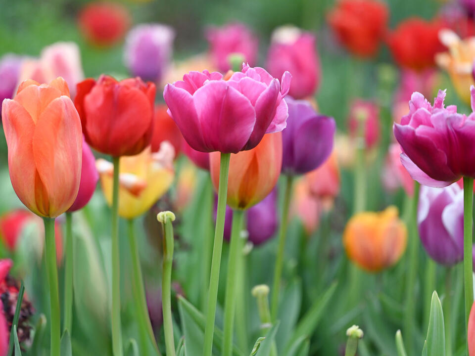 When to Fertilize Bulbs — Gardening Tricks to Learn Now to Boost