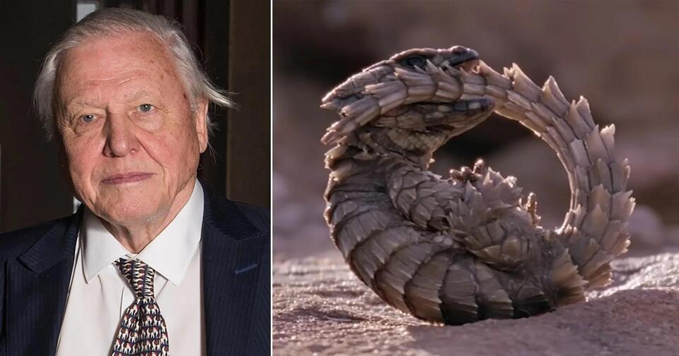 Six Hours of Sir David Attenborough’s 99 Most Iconic Moments - NewsBreak
