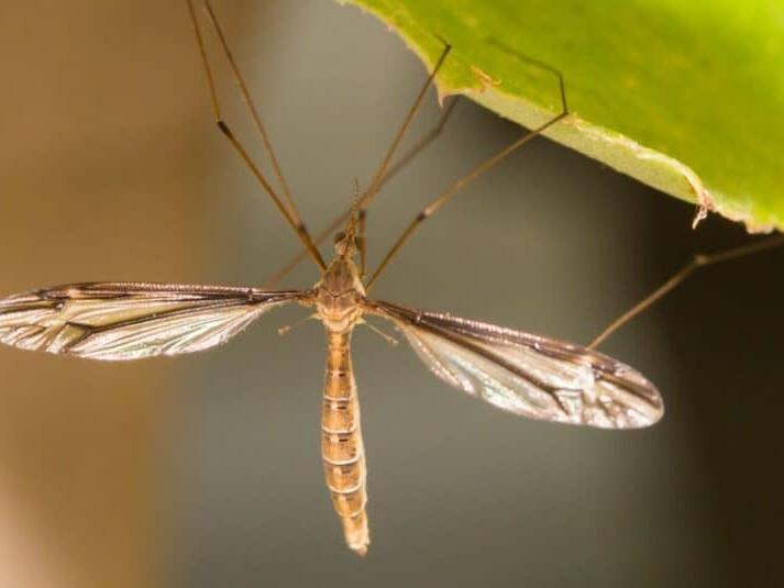 3 Pesky Bugs That Look Like Mosquitos (And How to Get Rid Of Them)