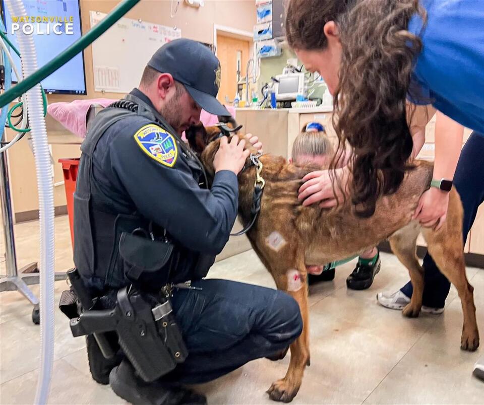 Watsonville police dog returns home and expected to be okay after being ...