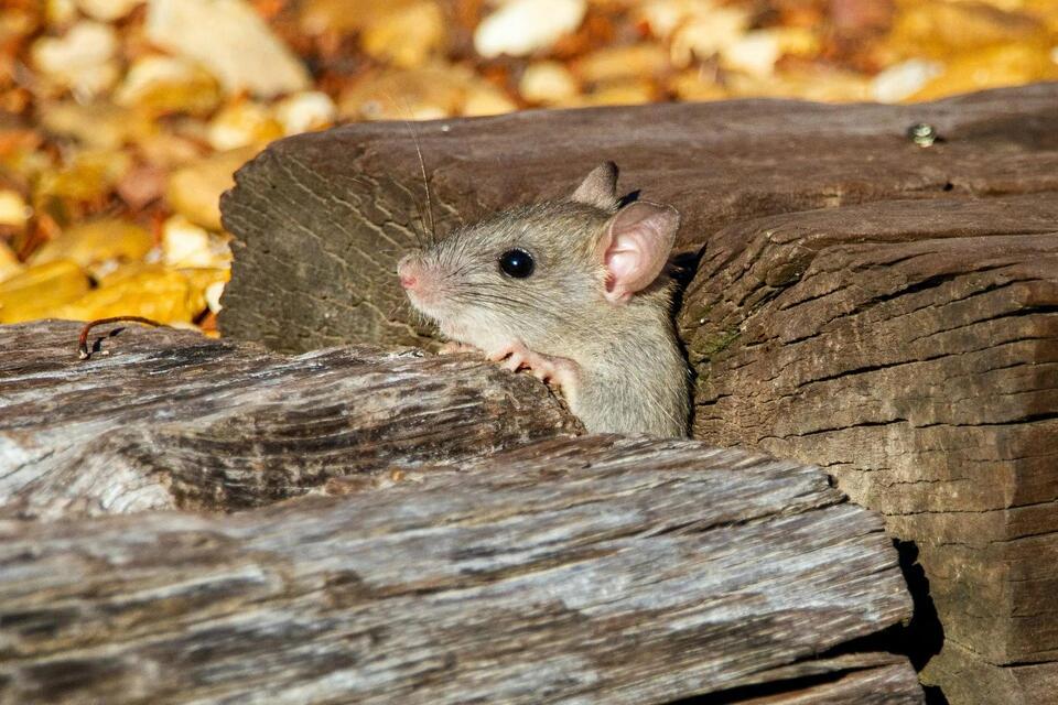Rat Poison Laws in Ohio: What Homeowners and Pest Professionals Must ...