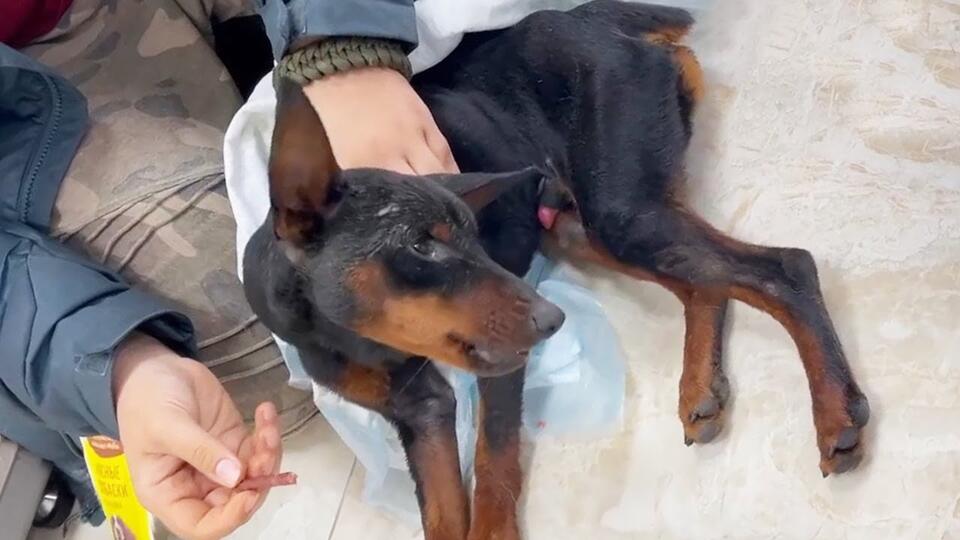 Neglected Little Dog Suffers from Traumatic Brain Injury (TBI) - NewsBreak