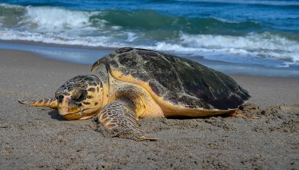 Where to See Sea Turtles Nesting and Hatching in America - NewsBreak