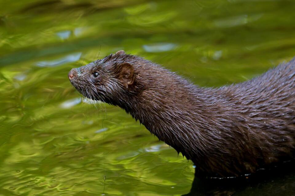 About 1,500 mink released after fence cut at Oregon farm