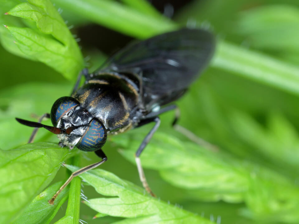 Aerial black fly treatments scheduled