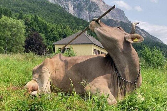 Austrian researchers document first case of a cow using a tool - NewsBreak