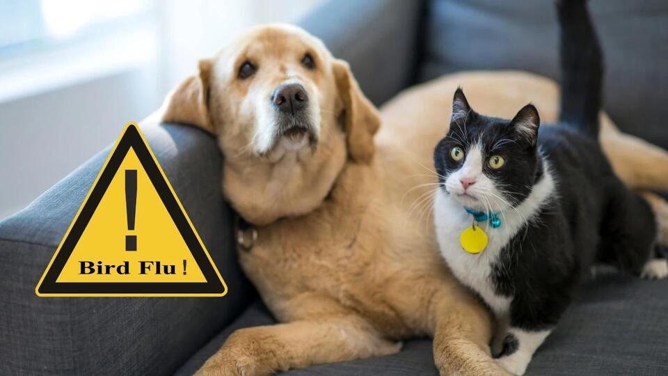 Bird Flu Confirmed in Orange County, Hudson Valley SPCA Urges Pet ...
