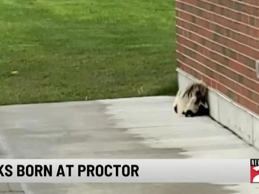 Skunks Born at Proctor High School in Utica