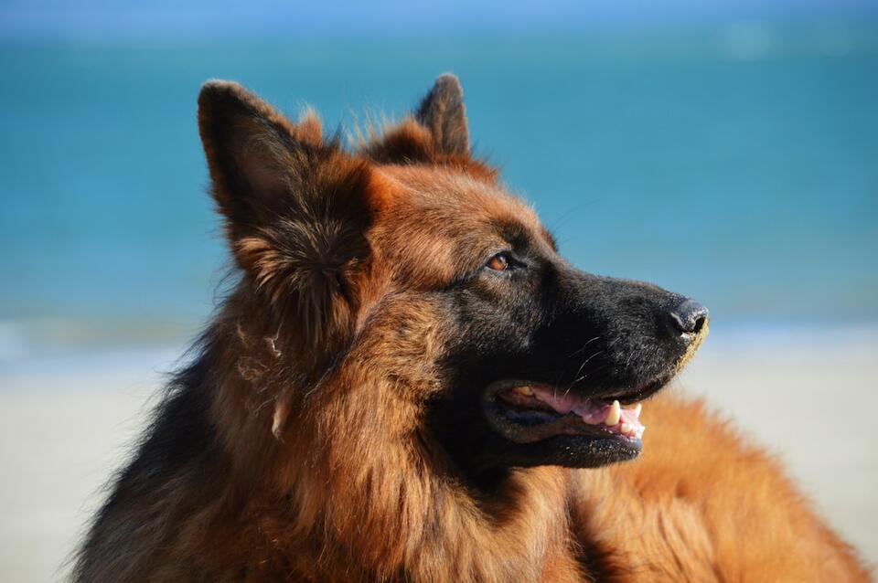Why Some US Cities Are Banning Certain Dog Breeds - NewsBreak