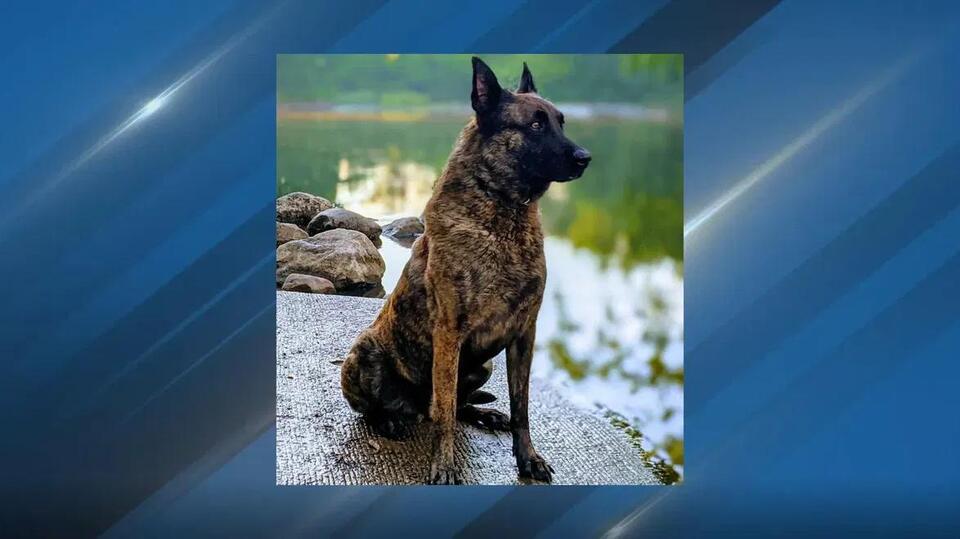 Calhoun County Sheriff's Office mourns loss of K9 Tuco - NewsBreak