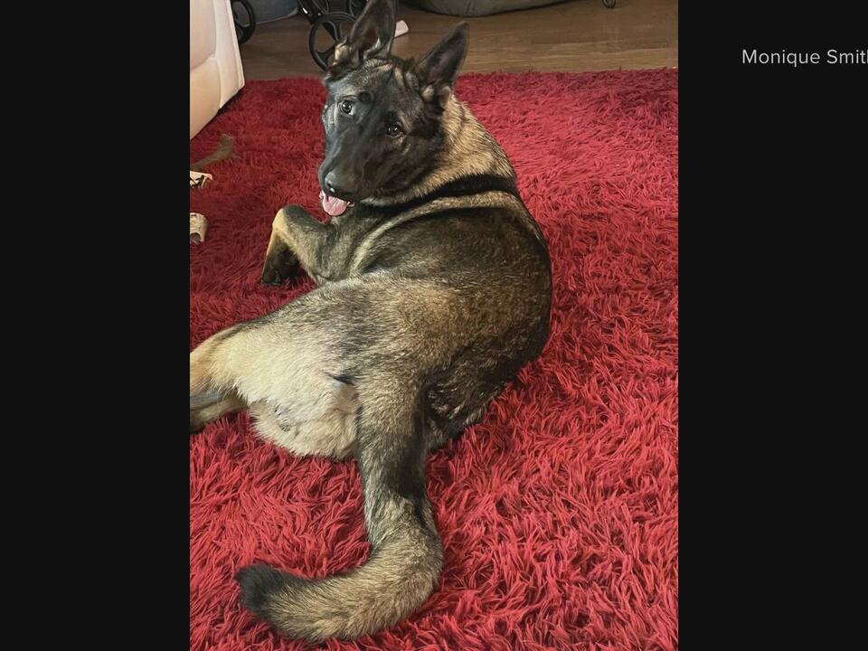 Owners of missing service dog continue search after dog was supposedly