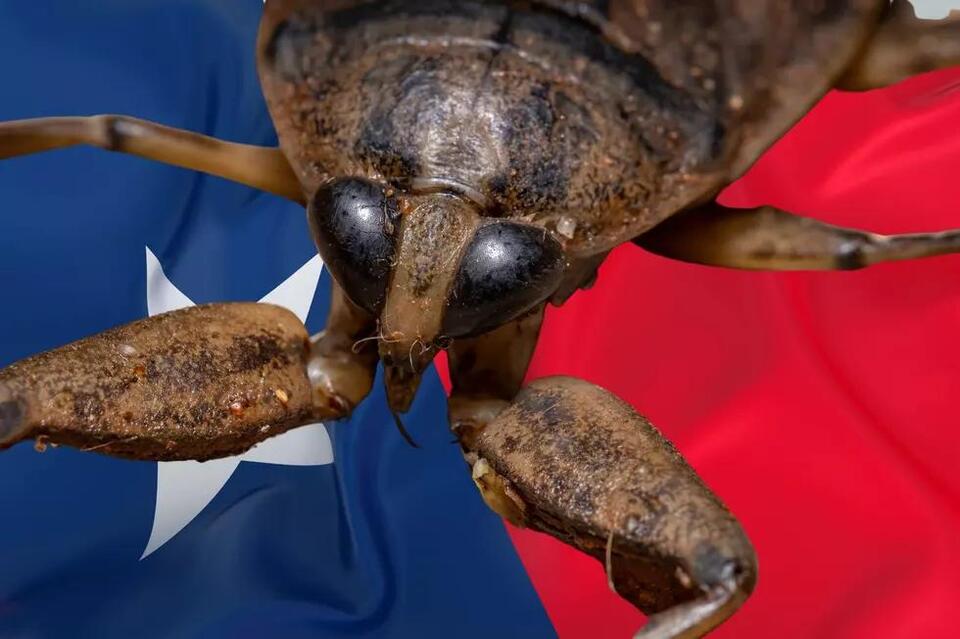Five Gigantic Insects Found in Texas That are Terrifying - NewsBreak