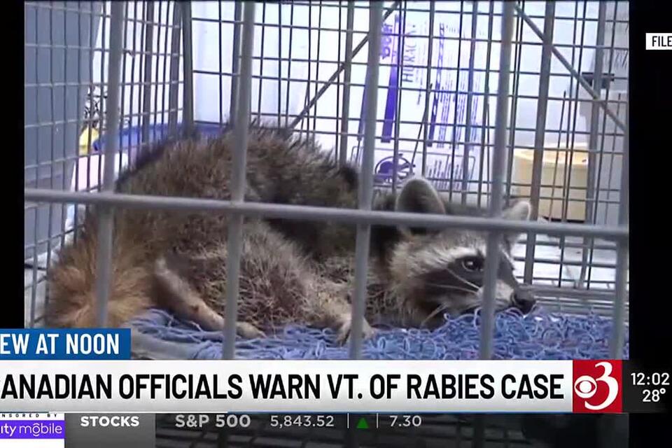 Quebec reports 1st rabid raccoon in a decade - NewsBreak