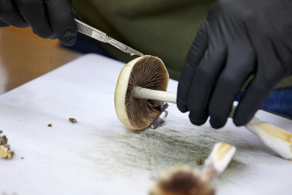 ‘Warp-speeding’ psychedelic drug access - NewsBreak