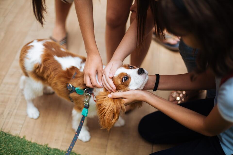 12 Small Dog Breeds That Love Being The Center Of Attention - NewsBreak
