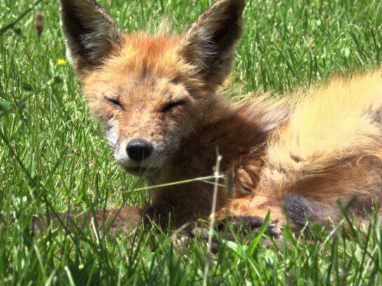 Rabid fox that attacked woman, two dogs on the loose in Rockville ...