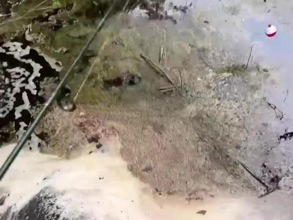 Catching Native Fish to Stock my Pond