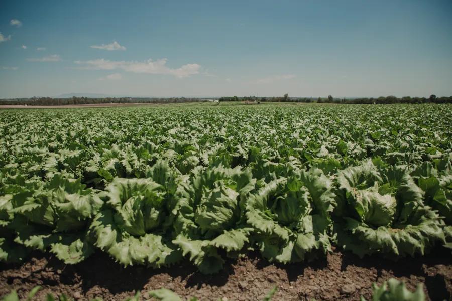 Human feces as fertilizer? Cyclospora raises questions, doctor says