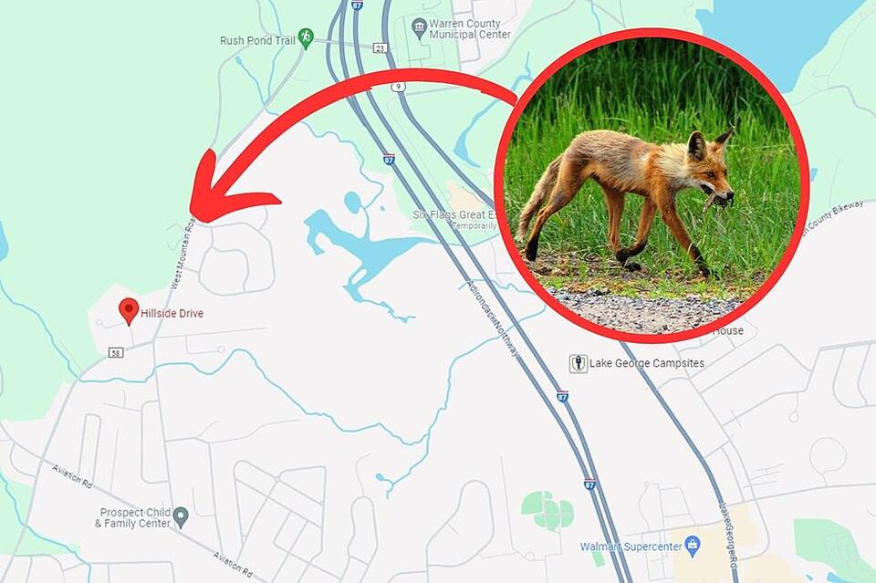 Young Girl Bit by Rabid Fox in Upstate New York - NewsBreak