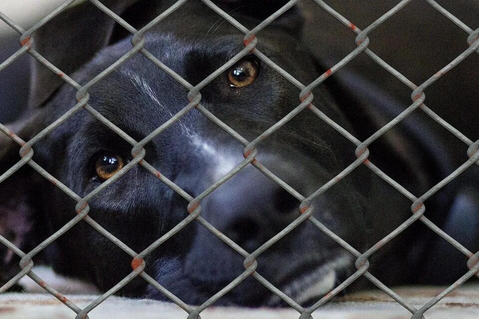 Animal Cruelty Laws in Montana: What You Need to Know - NewsBreak
