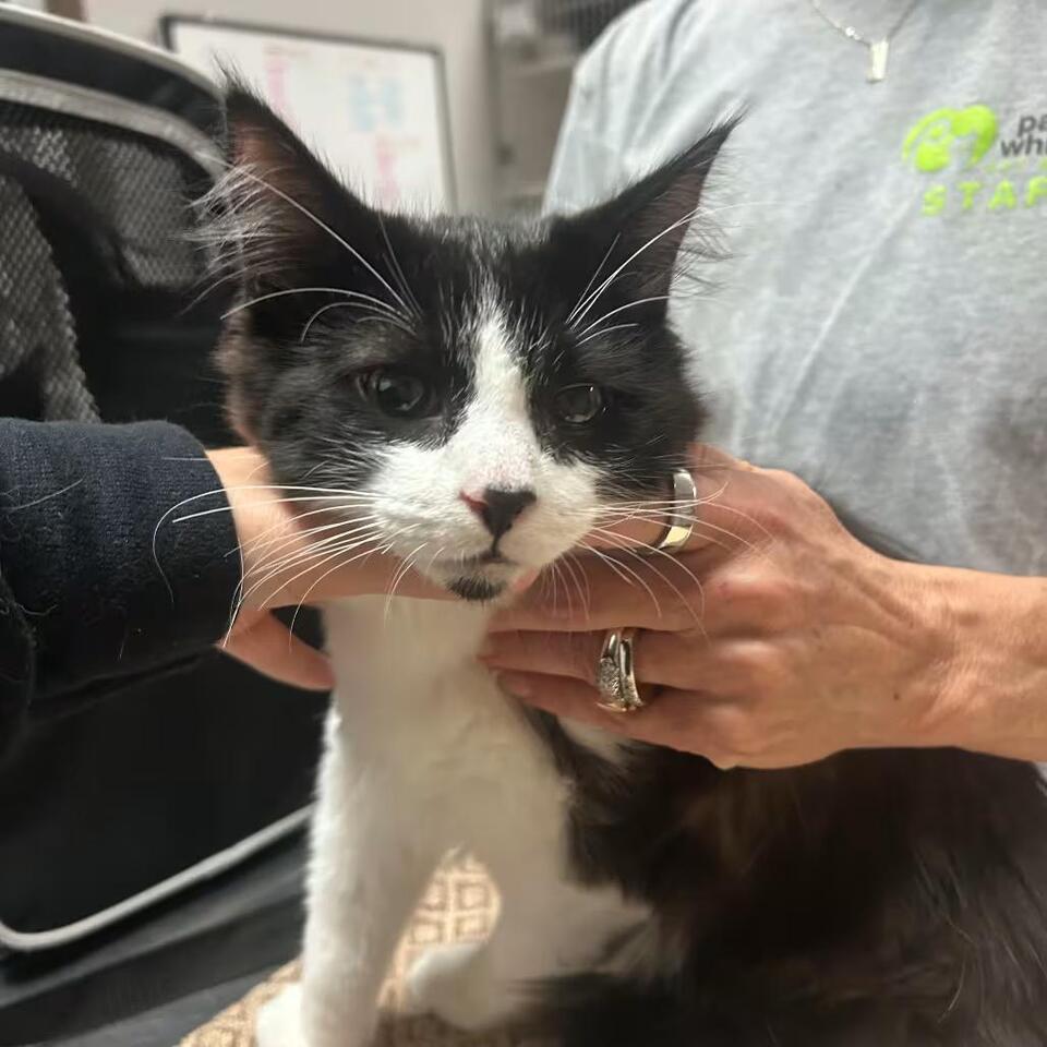 🐱 Playful Kittens & Loving Adult Cats Ready for Adoption in Toledo ...