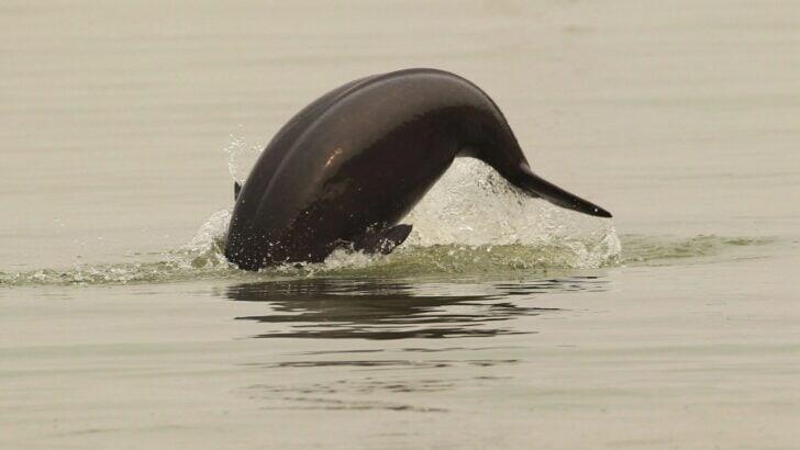 Can We Save the Yangtze Finless Porpoise from Extinction?