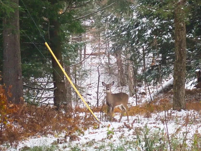 Vermont's regular deer hunting season starts this weekend