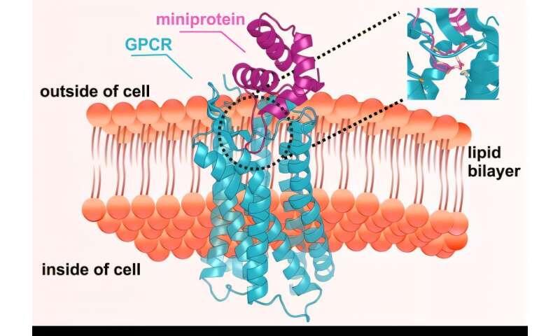 AI-designed miniproteins switch key cell receptors on and off - NewsBreak