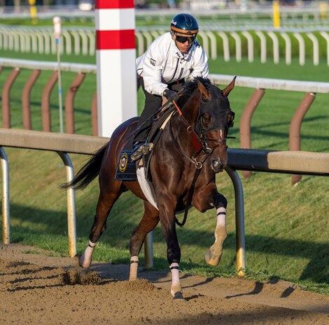 In Terms of Travers Trends, Golden Tempo Checks Boxes