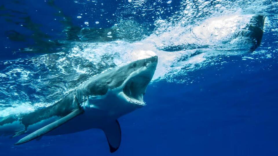 Woman wearing ‘shark repellent’ band killed in shark attack - NewsBreak