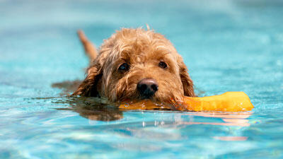 Dog Days of Summer event to bring tail-wagging fun