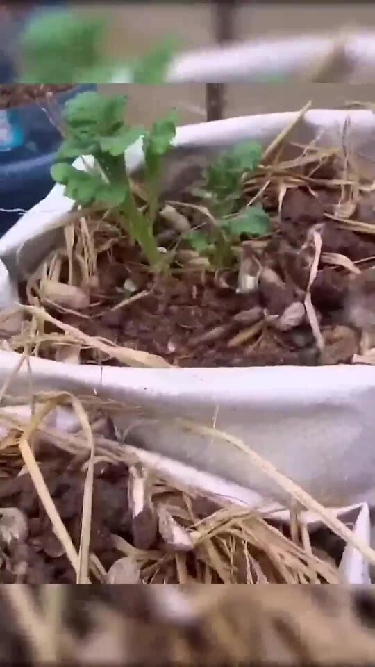 How to propagate potatoes at home for many tubers and easy grow tree ...